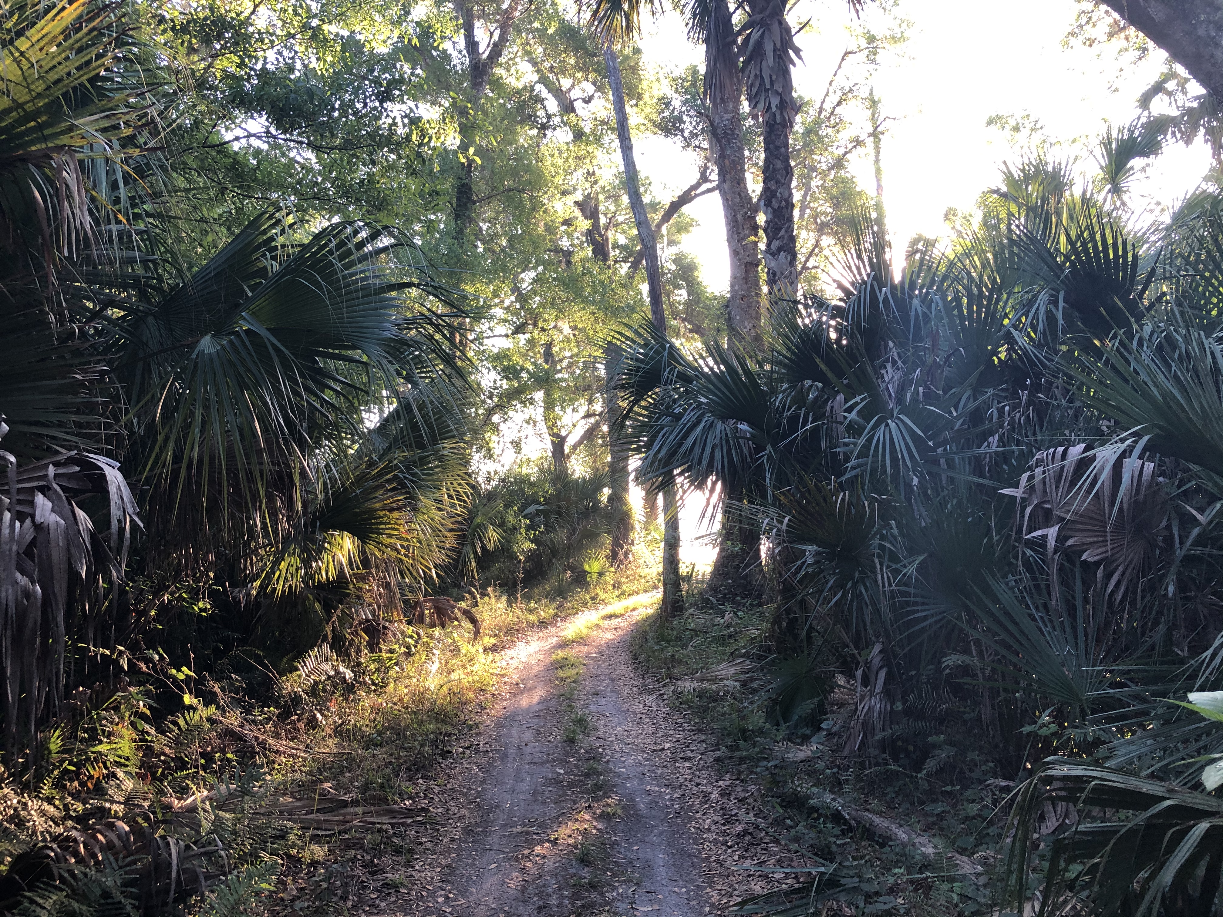 Subtropical rainforest trail in New Smyrna Beach, Florida