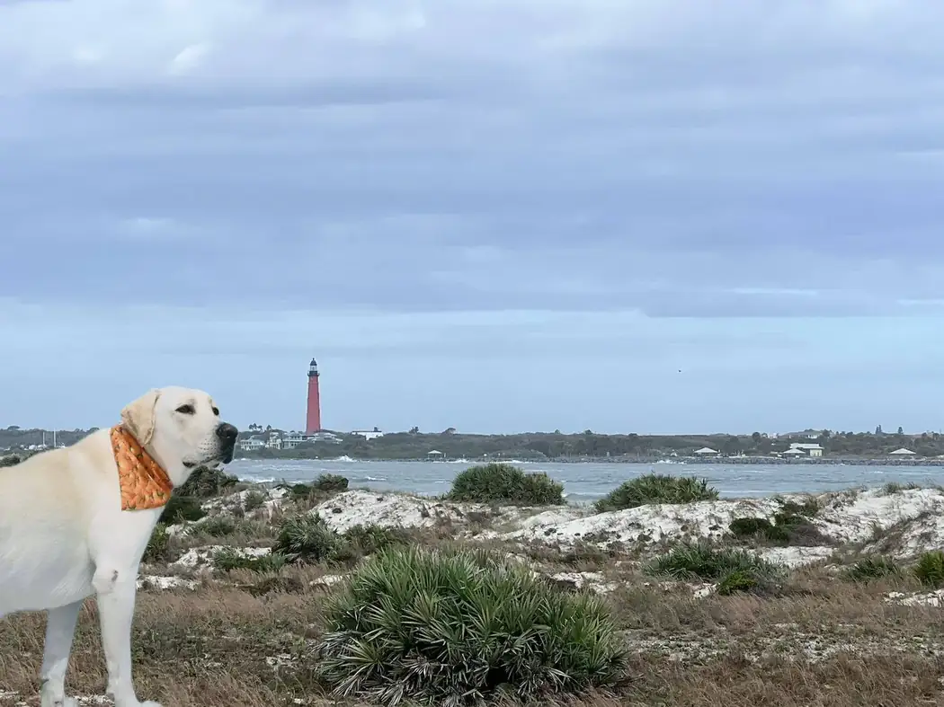 Dog enjoying the beach at Smyrna Dunes Park